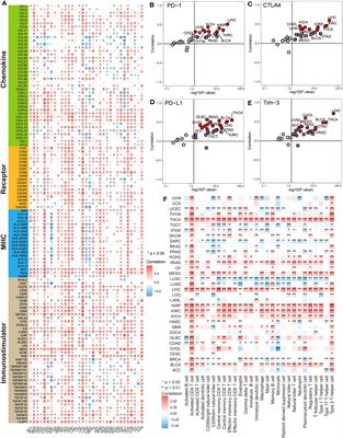 Overexpression of MTHFD2 represents an inflamed tumor microenvironment and precisely predicts the molecular subtype and immunotherapy response of bladder cancer